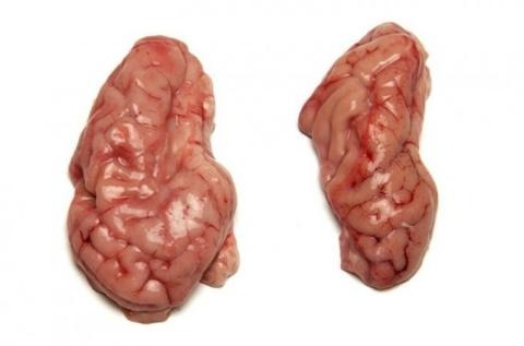 Pork brain