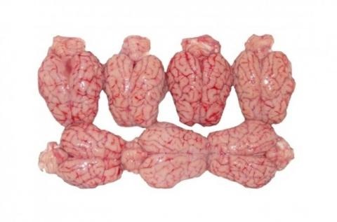 Lamb or sheep brain