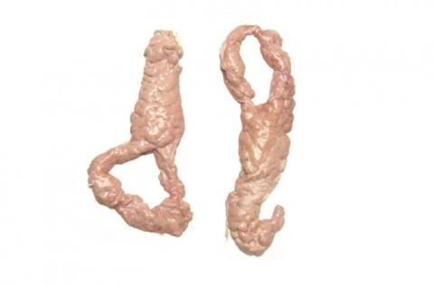 Pork pancreas